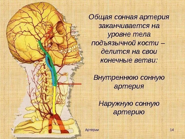 Левая общая Сонная артерия кровоснабжает. Общая Сонная артерия делится на уровне. Общая и наружная сонные артерии. Левая наружная Сонная артерия. Где находится сонная артерия слева