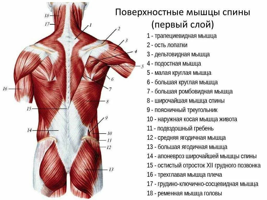 Поверхностные мышцы спины 1 слой. Фасции мышцы спины человека анатомия. Мышцы спины анатомия поверхностные 1 слой. Атлас Синельников мышцы спины. Части поясницы