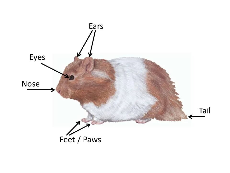 Уши морских свинок. Строение хомяков джунгариков. Строение хомяка сирийский. Строение хомяка джунгарика скелет. Строение хомяка джунгарика.