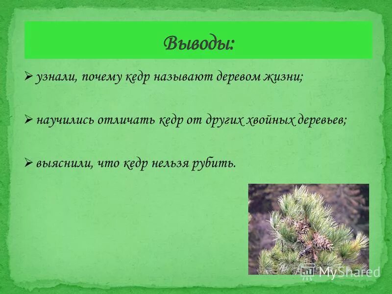 Почему кедр можно назвать щедрым текст рассуждение. Почему нельзя рубить кедр. почему кедр можно назвать щедрым.