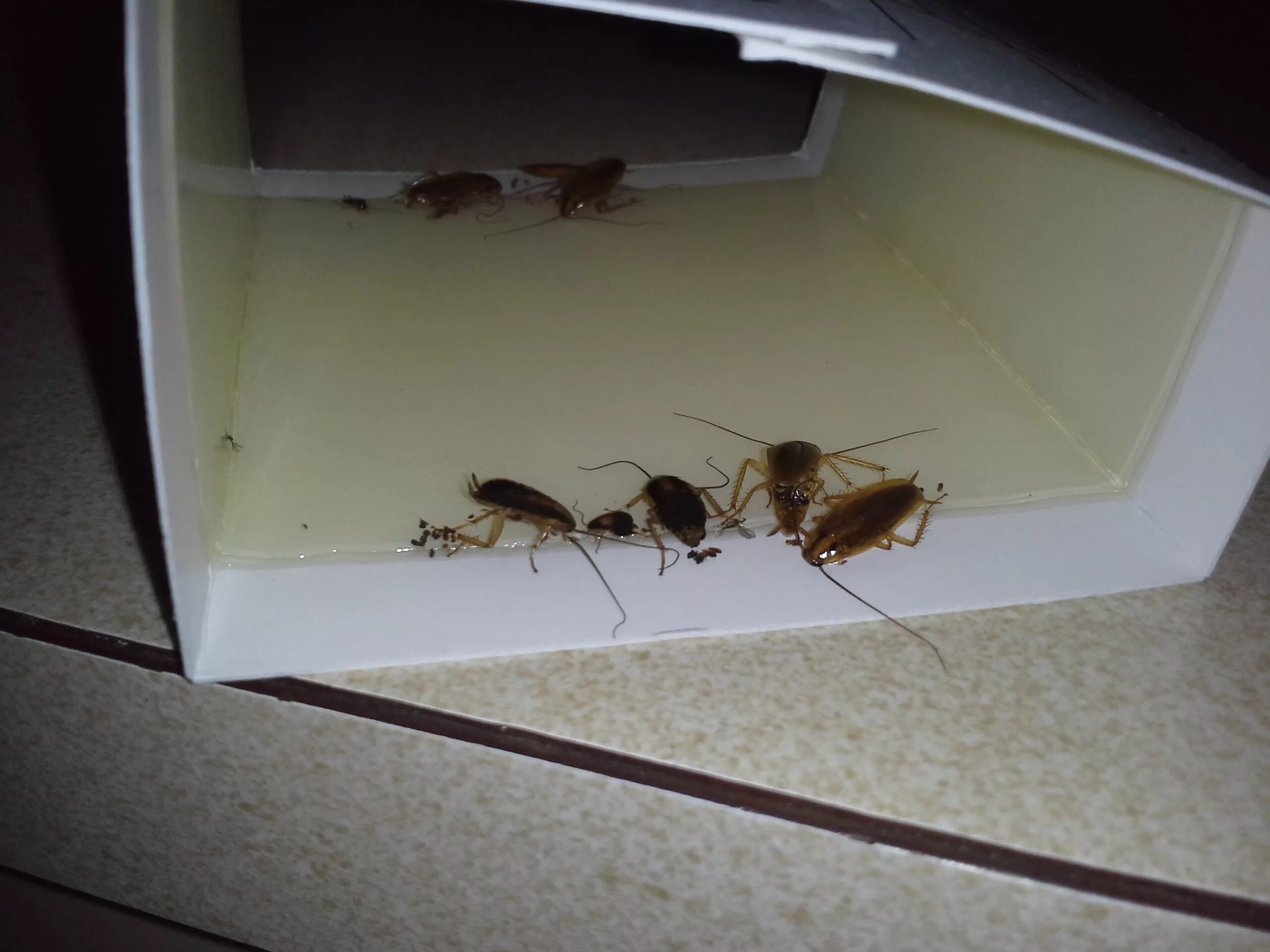 Таракан сдает квартиру. Маленькие тараканы в квартире. Насекомые в квартире. Насекомые тараканы в квартире.