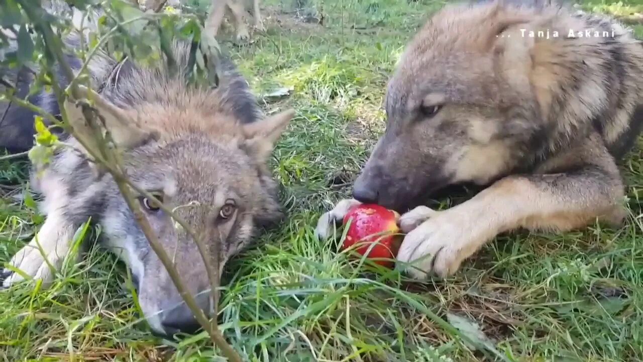 Волки едят овощи и фрукты.