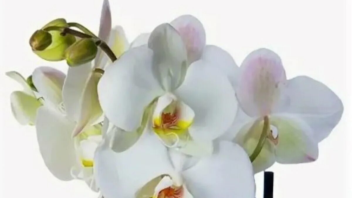Орхидея фаленопсис Оби. Фаленопсис Синдерс. Фаленопсис Даймонд Уайт. Орхидея белая диамонд. Оби купить орхидею