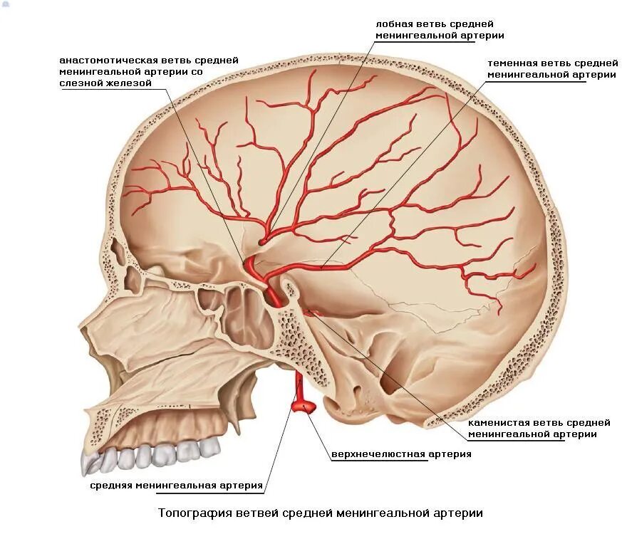 Средняя менингеальная артерия анатомия. Ветви средней менингеальной артерии. Средняя менингеальная артерия топография. Передняя ветвь средней менингеальной артерии.