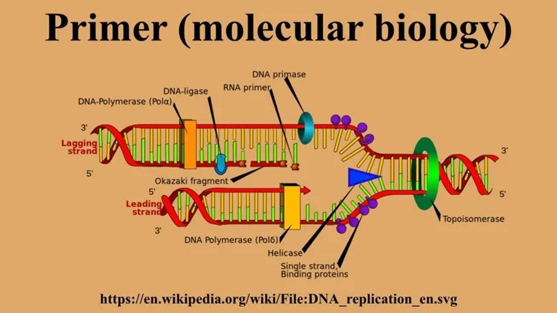 Праймер биология. Праймер биохимия. What is DNA primer. DNA polymerase Gamma.