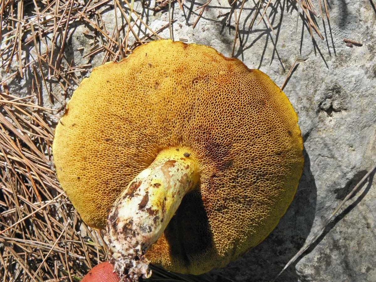 Трубчатый гриб 7. Масленок гименофор. Трубчатые грибы масленок. Маслята губчатые. Ложный масленок пластинчатый гриб.