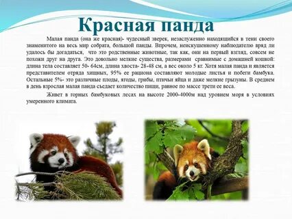 Красная панда занесена в красную книгу