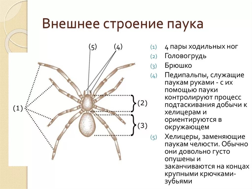 Строение конечностей паукообразных. Внешнее строение паука схема. Внешнее строение паука крестовика рисунок. Внешнее строение паука ходильных ног.