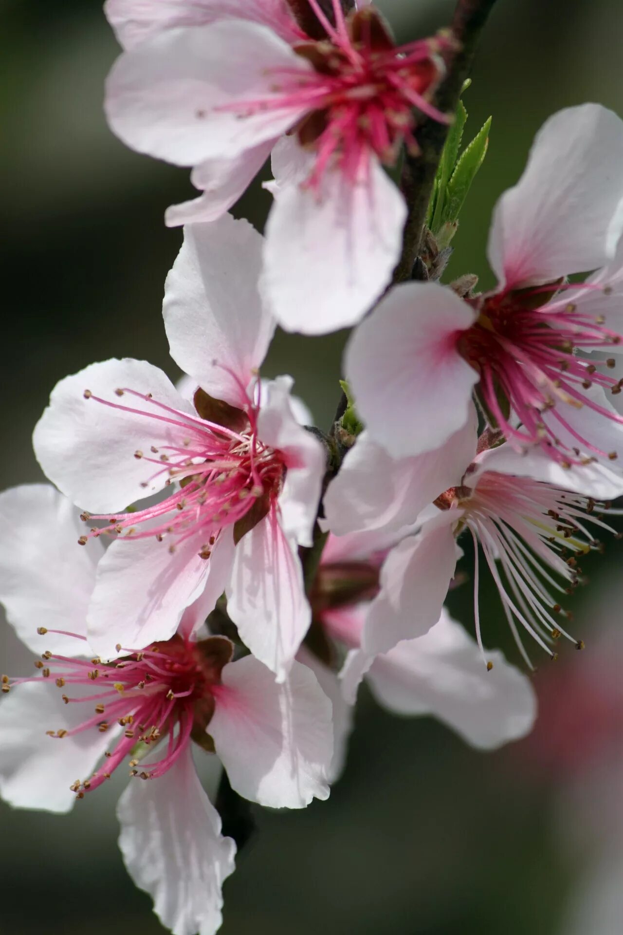 Цветы нектарина. Apricot blossom. Nectarine blossoms. Дерево персика японии. Nectarine blossom.