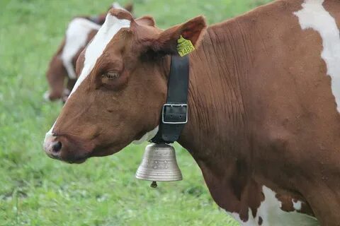 Cow bell