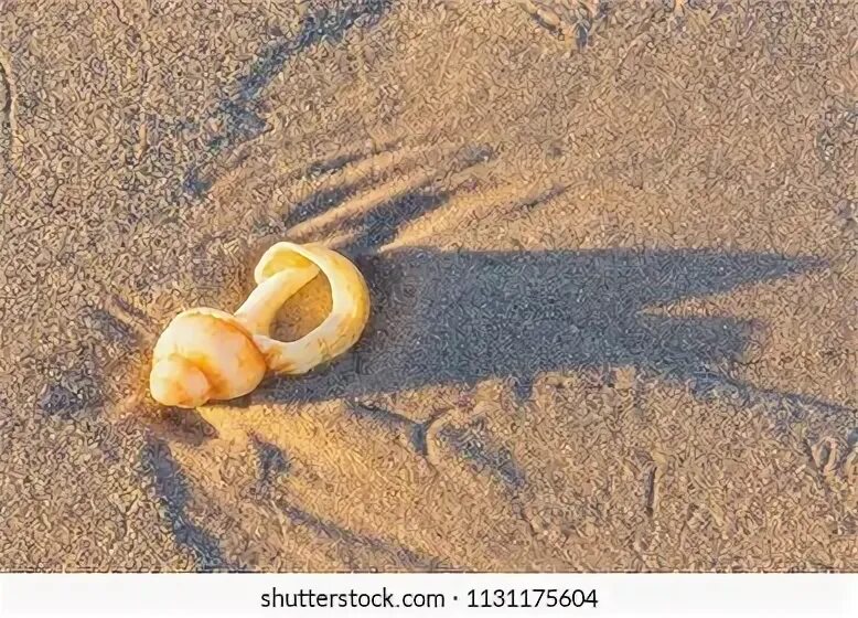 Broken shells. Broken shells