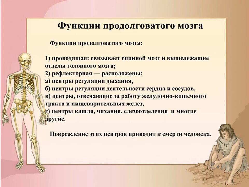 Каковы функции продолговатого. Функции спинного и продолговатого мозга. Функции продолговатого мозга мозга. Функции продолговатого мозга. Продолговатый мозг строение и функции.