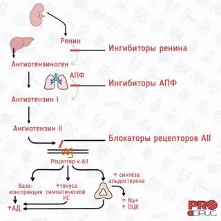 Ренин анализ