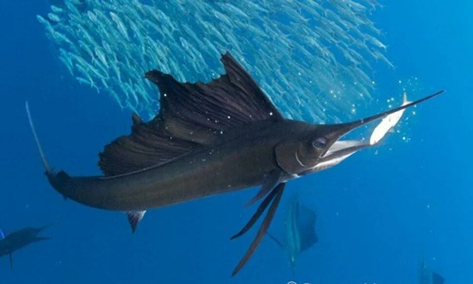 Рыба меч и парусник. Марлин рыба. Sailfish рыба. Голубой Марлин парусник. Рыба меч детям