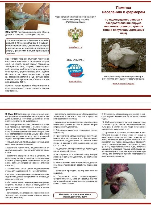 Грипп птиц профилактика у птиц. Памятка грипп птиц. Профилактические мероприятия при гриппе птиц. Профилактика гриппа птиц. Профилактика птичьего гриппа.