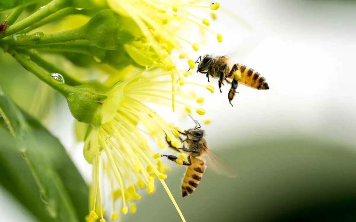 Пчела питается нектаром. Пчела на Липе. Липа медонос пчел. Пчела на цветке. Пчелки на цветах.