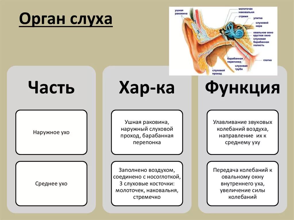 Строение и функции органа слуха. Строение и функционирование органа слуха.. Функции органа слуха. Функции органа слуха анатомия.