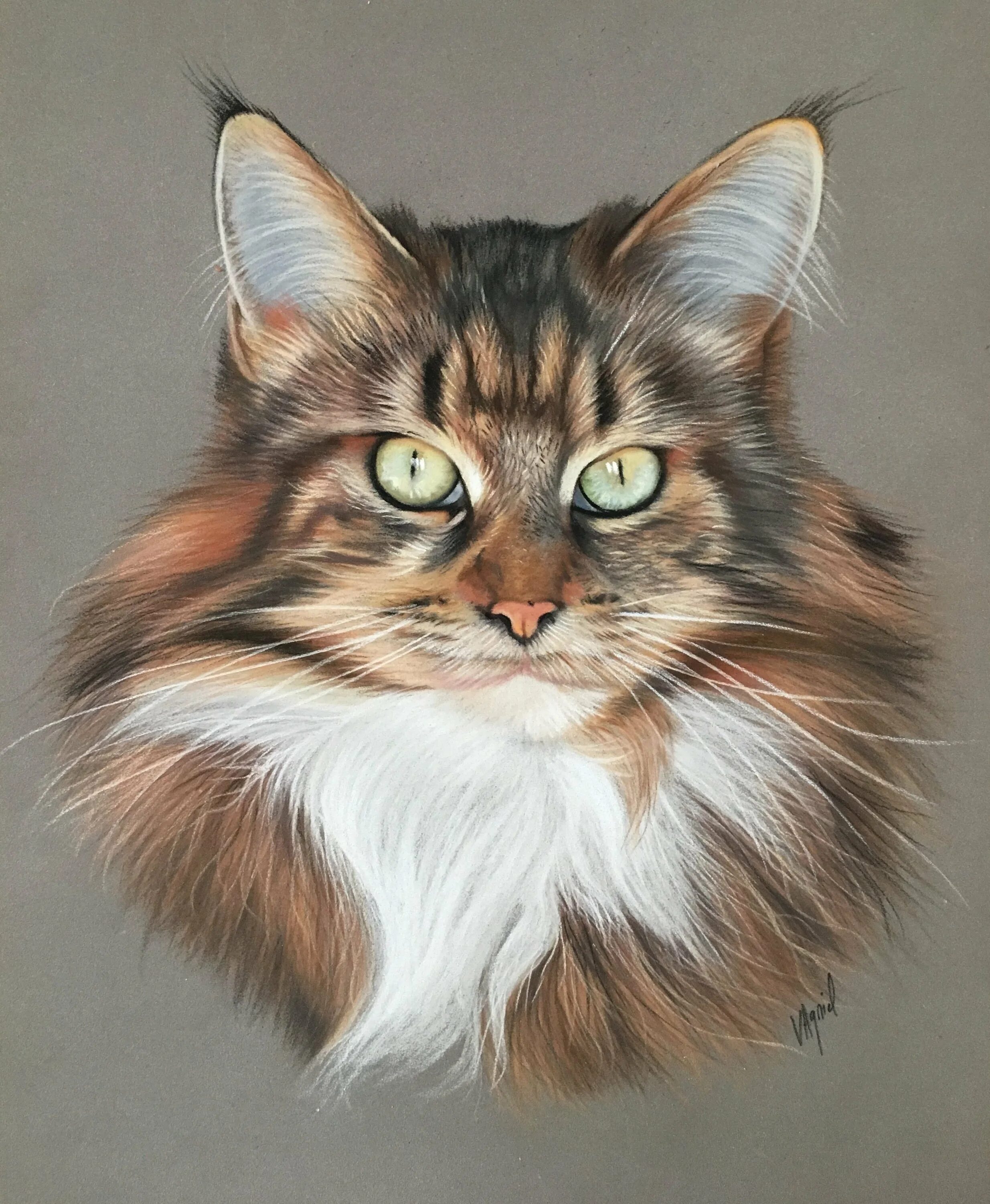 Как нарисовать сибирскую кошку. Кот Мейн кун арт. Коты Воители Мейн кун. Мейн кун референс. Кошка анфас Мейн кун.