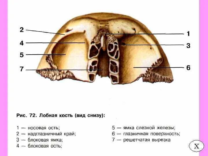 Лобная кость os frontale. Кости черепа лобная кость. Глазничная пластинка лобной кости. Строение лобной кости черепа. Лобная кость надглазничная вырезка.