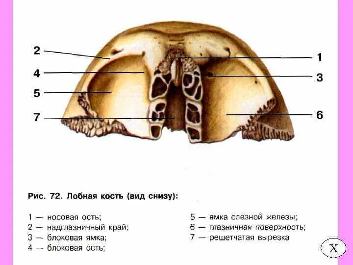 Кости черепа лобная кость. Носовая часть лобной кости анатомия. Лобная кость анатомия человека. Лобная кость черепа человека.