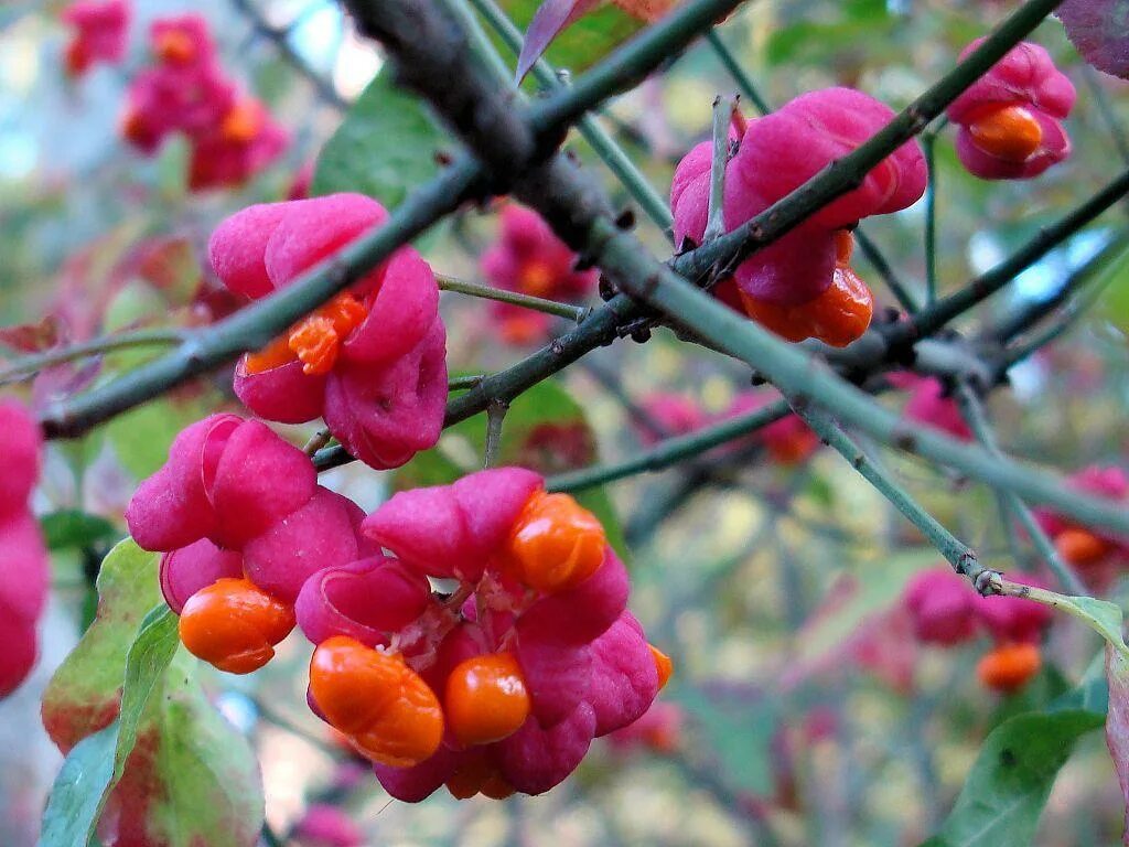 Большие желтые мохнатые яблоки. Арбутус земляничное дерево. Красивоплодник жиральда. Дуранта в природе плоды. Бересклет европейский плоды.