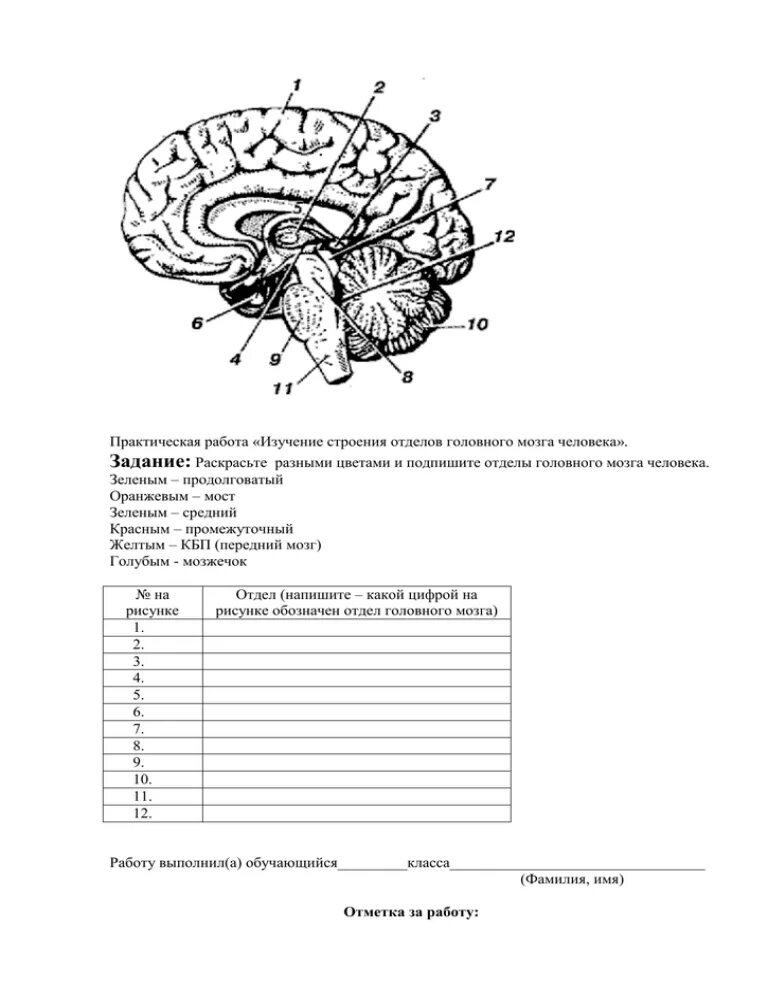 Строение задних отделов головного мозга схема практическое задание. Головной мозг человека строение и функции изучение. Отделы головного мозга 8 класс биология. Изучение головного мозга человека 8 класс.