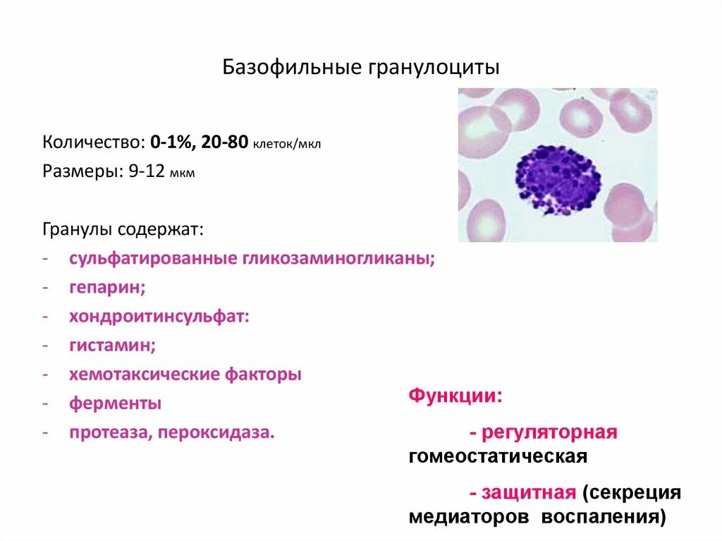 Функции базофильных гранулоцитов. Нейтрофилы гранулы базофильные. Базофильные лейкоциты функция. Гранулоциты строение и функции. Гистамин и гепарин