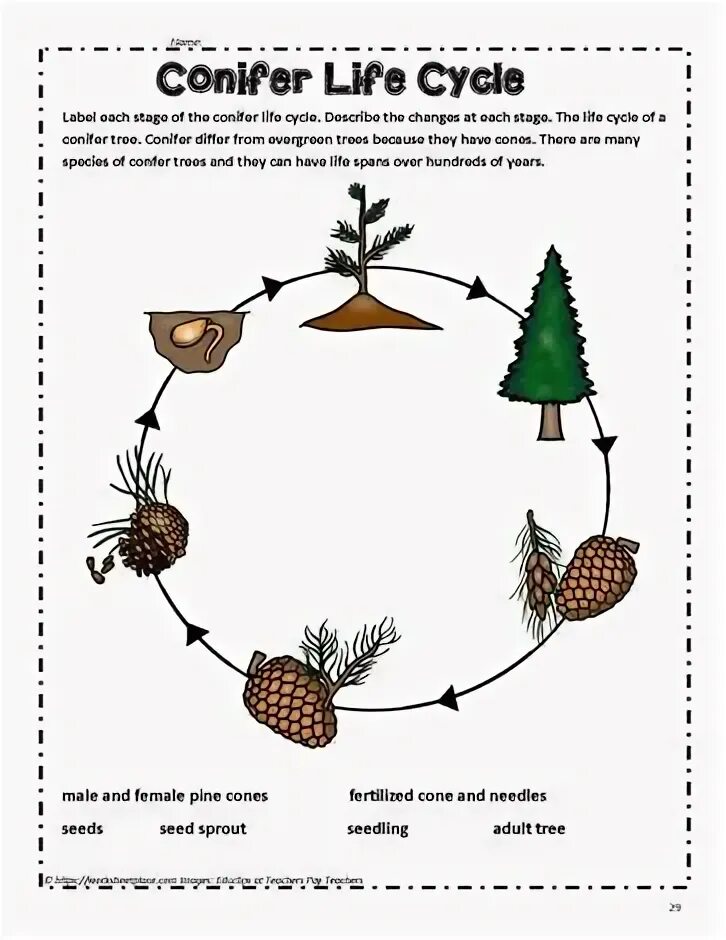 Teach the cycle of life перевод. Tree life cycle. teach the cycle of life. cycle of conifers. owl life cycle worksheets.