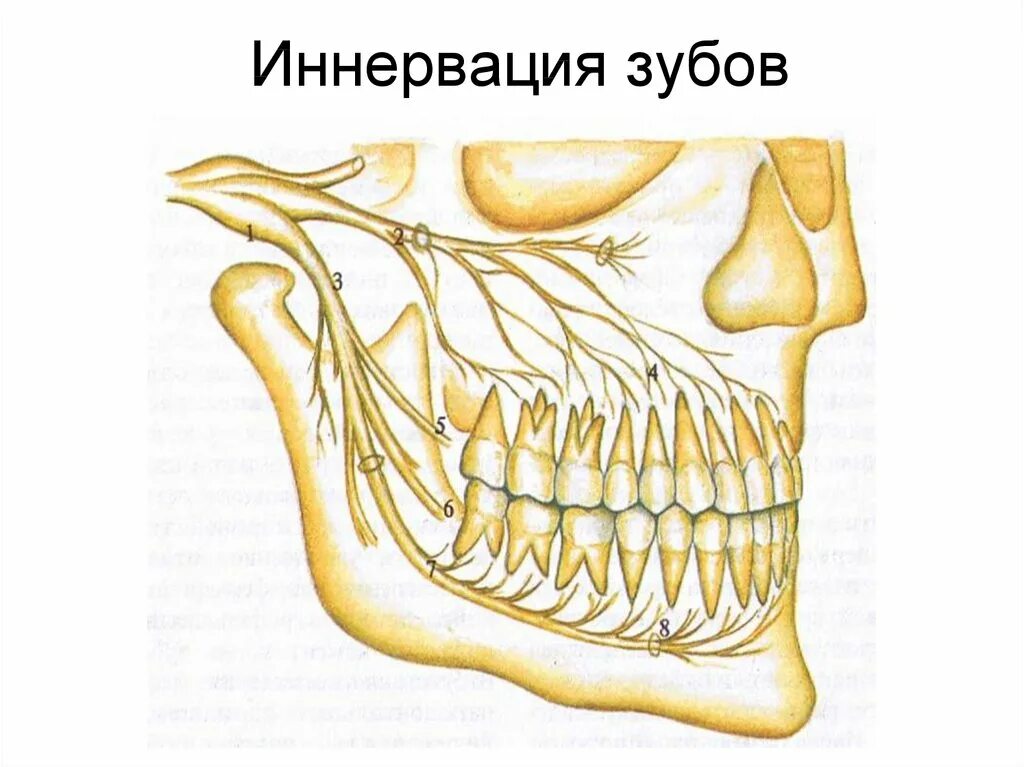 Тройничный нерв нижней челюсти. Иннервация нижней челюсти челюсти. Иннервация зубов верхней челюсти и нижней челюсти. Анатомия нервов нижней челюсти.