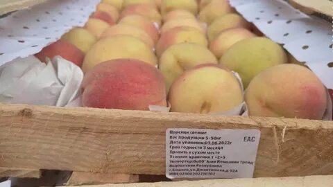 Фамилия персиков