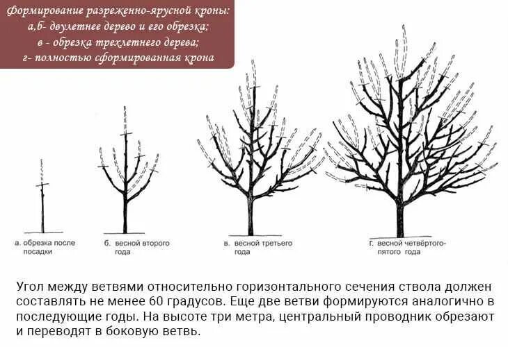 Обрезка плодовых деревьев весной в подмосковье сроки. Схема обрезки яблони весной. Обрезка плодовых деревьев яблонь. Формировка кроны яблони осенью. Схема обрезки плодовых деревьев осенью.