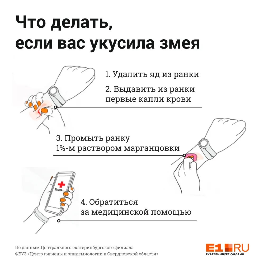 О боже походу меня укусила змея. Что делать если тебя укусила змея. Памятка что делать если укусила змея. Что делать при укусе гадюки.