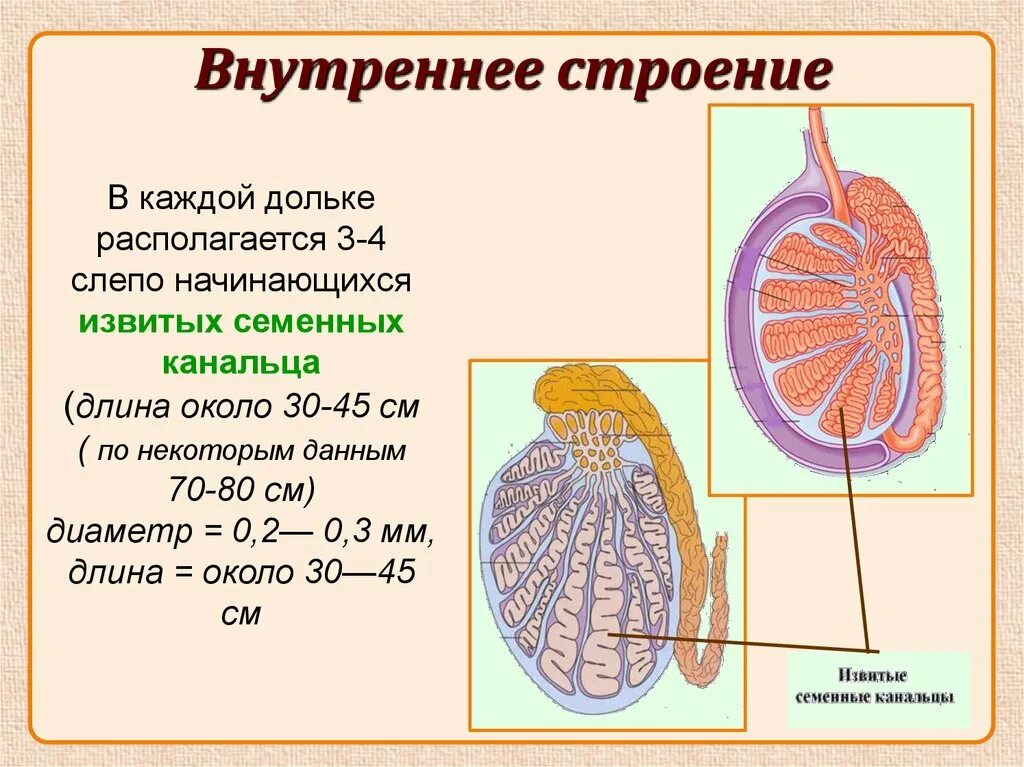 Внутреннее строение яичка. Семенник внутреннее строение. Схема строения семенника. Внутренне строение яичка.