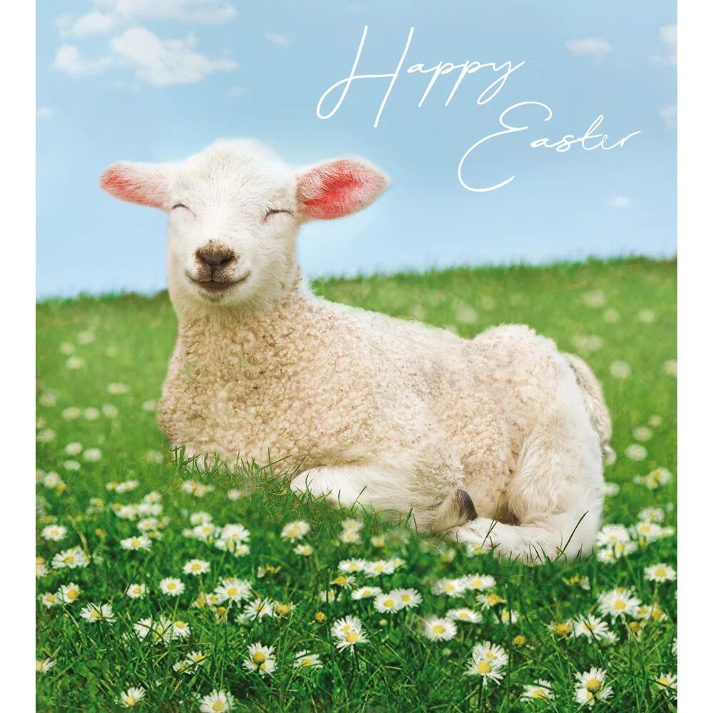 Easter Lamb. Happy Lamb. Spring Lamb. Lamb Hull. Happy lamb games