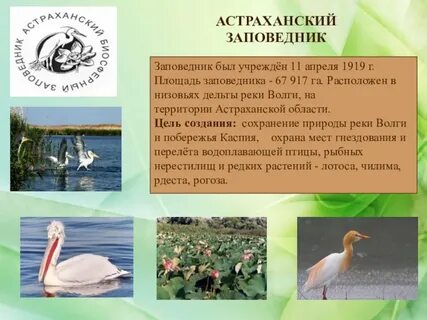 Заповедники охраняемые растения и животные