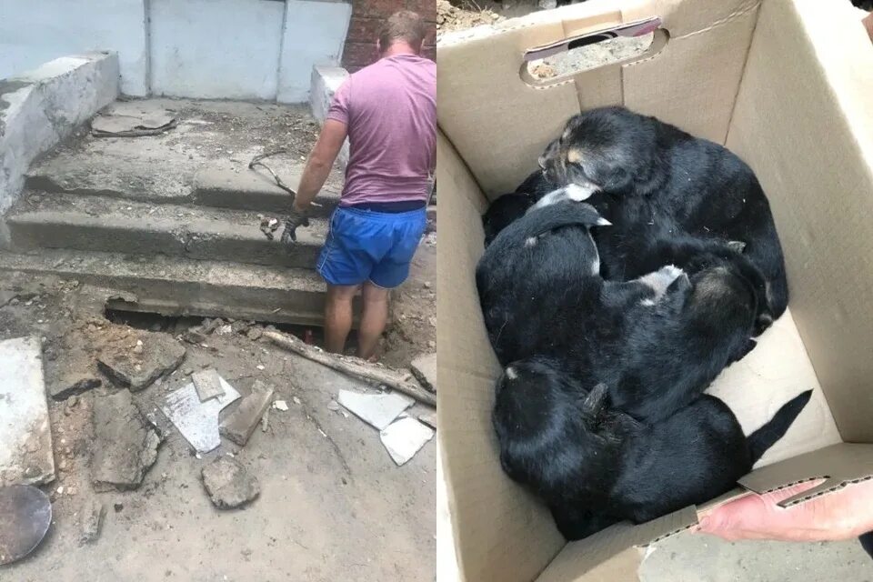 От голода умирает в день. Погибшая от голода собака.