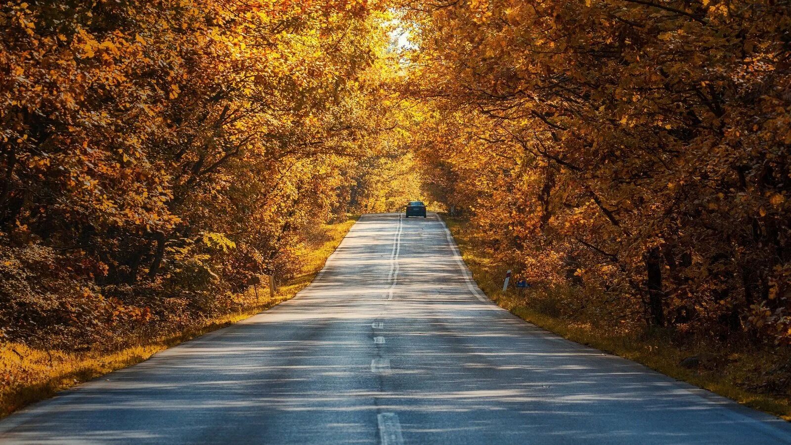 Czech birch autumn. Дорога зима туман. Пасмурная зима. Парк тропинка в бок. Дорога цветов.