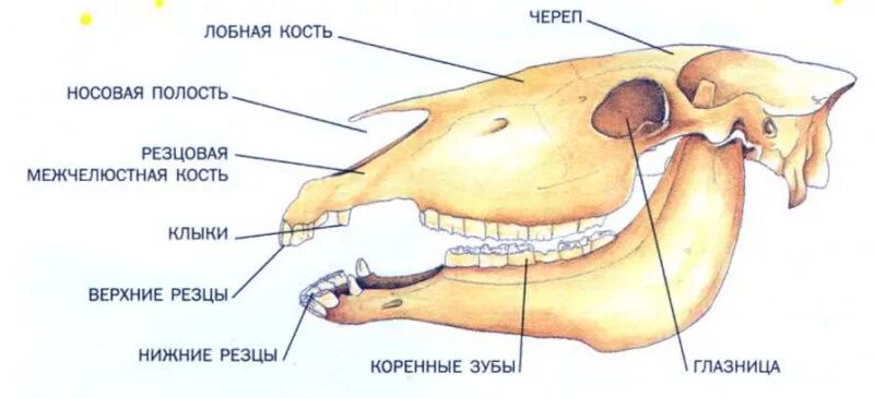 Особенности строения зубной системы парнокопытных. Зубная система млекопитающих анатомия. Непарнокопытные зубная система. Строение челюстей жвачных. Череп парнокопытных строение.