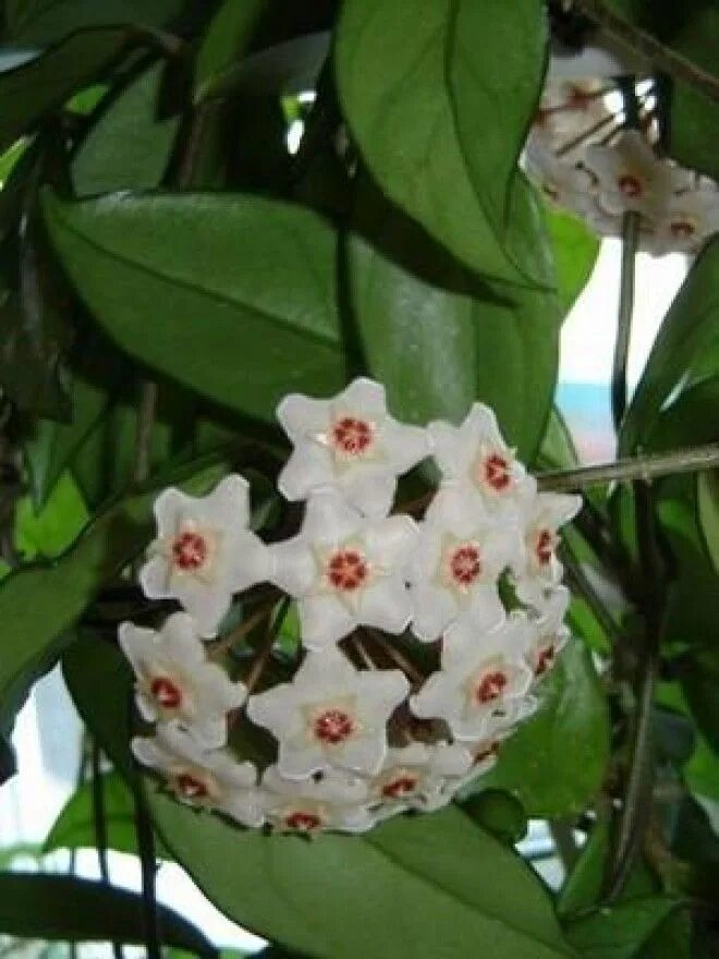 дипладения мандевилла. клеродендрум уссурийский. комнатная лиана клеродендрум. лиана дипладения. дипладения мандевилла белая.