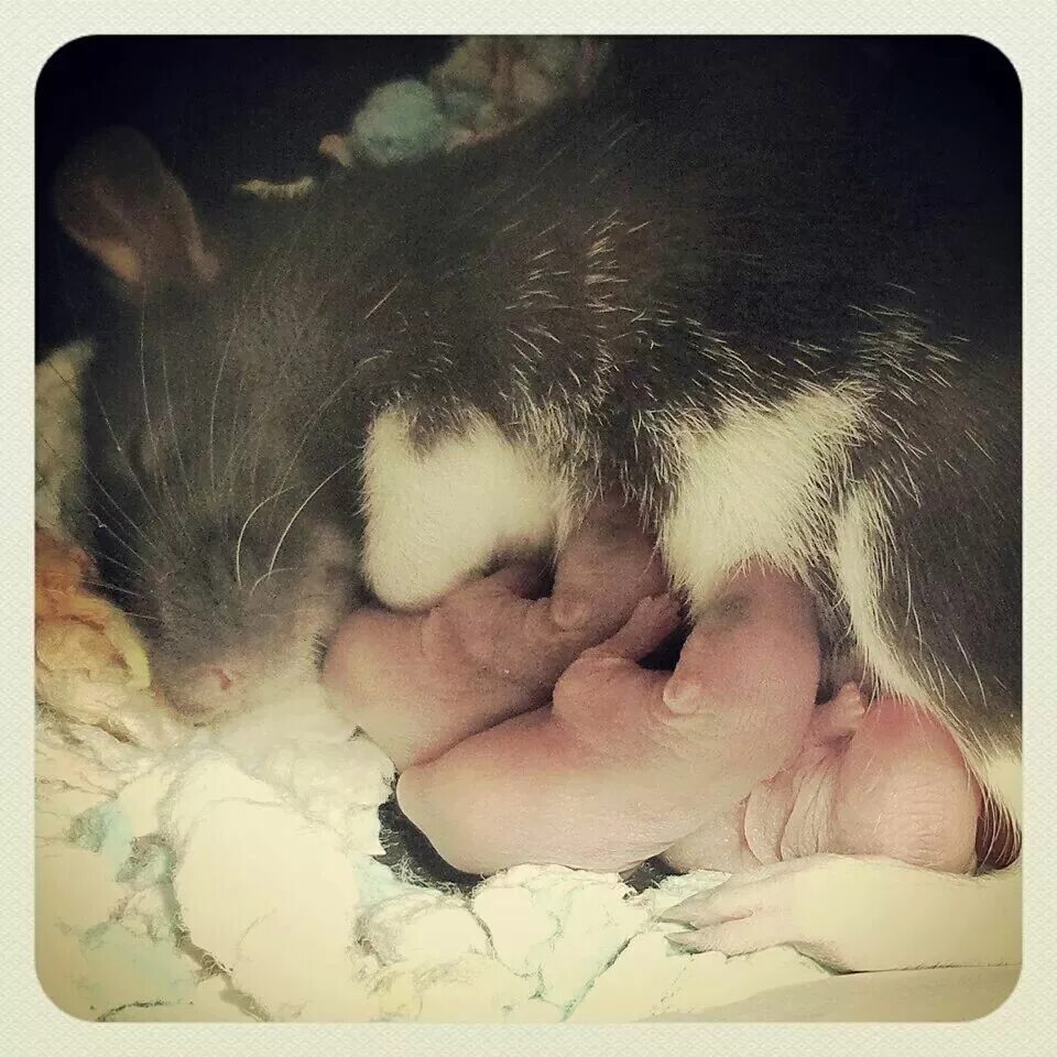 Новорожденные млекопитающие. Маленькие мышонки новорождённые. Маленькие крысята. Крыса с крысятами. Мышь пьет молоко.