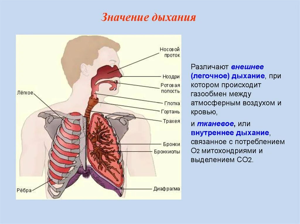 Как называется процесс дыхания человека. Дыхательная система газообмен. Дыхательная система конспект 8 класс. Внешнее легочное дыхание механизм. Значение дыхательной системы для организма человека.