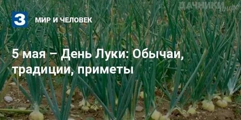 День луки 5 мая