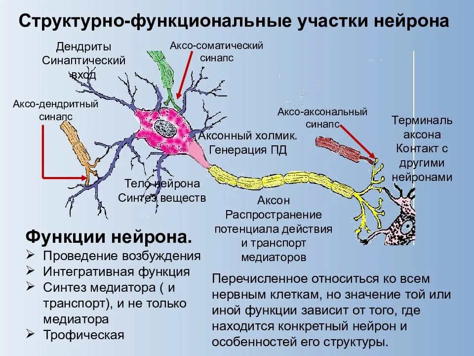 Импульс мозг аксон. Аксон двигательного нейрона функции. Строение нейрона коллатерали. Функции нервных клеток физиология. Функциональные структуры нейрона.