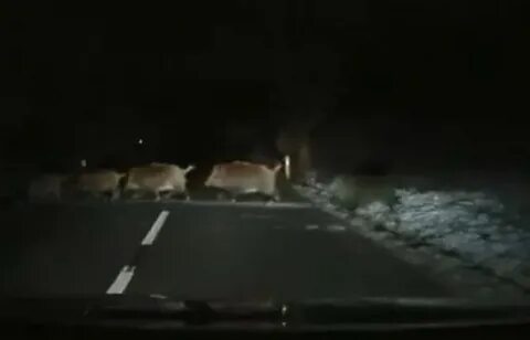 Кабан ночью