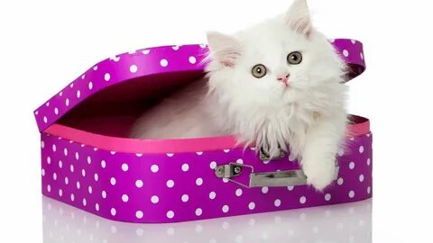 Loved pet cat