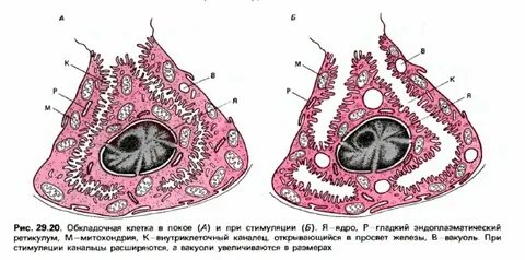 Париетальные клетки слизистой оболочки