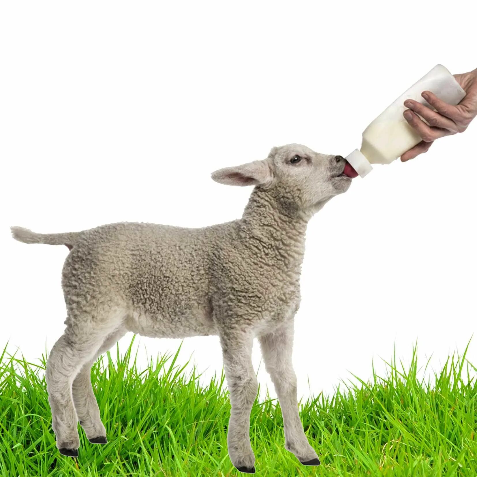 Lamb dynamic. Ягненок сидит. Lamb. Lamb Lamb. Kuzu.