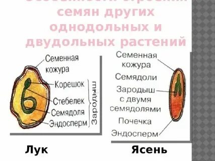 Яблоня однодольное или двудольное