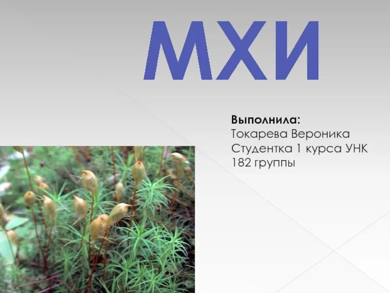 Доклад на тему мхи 7 класс. Презентация на тему мхи. доклад про мхи. мхи доклад 3 класс окружающий мир. доклад на тему мхи.