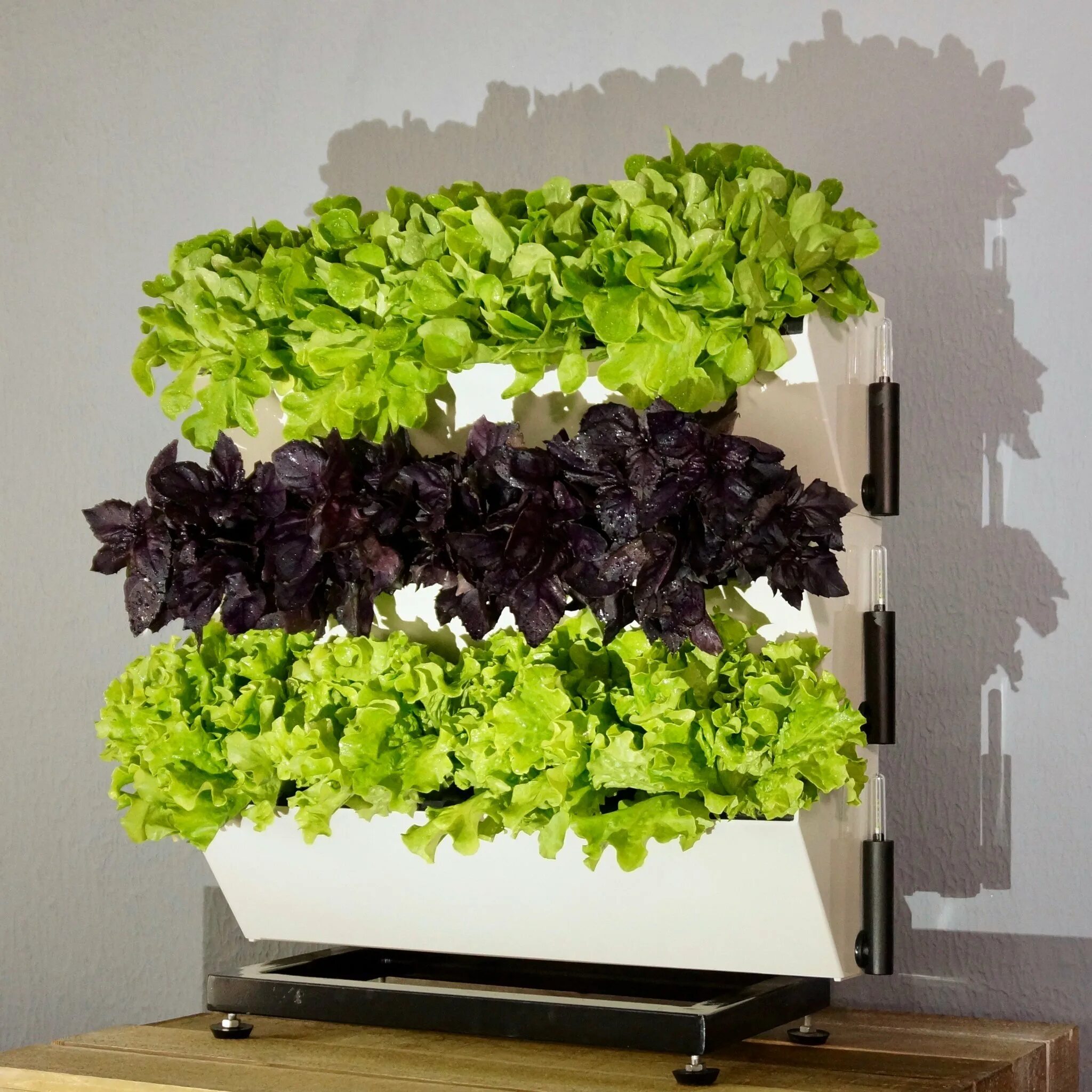 зелень кислород. салат растение цветок. декор зеленью в кафе. микрозелень кресс-салат. лист с каплями.